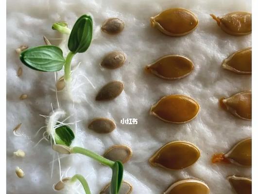 催芽杜梨种子怎么种？种植过程中需要注意哪些问题？