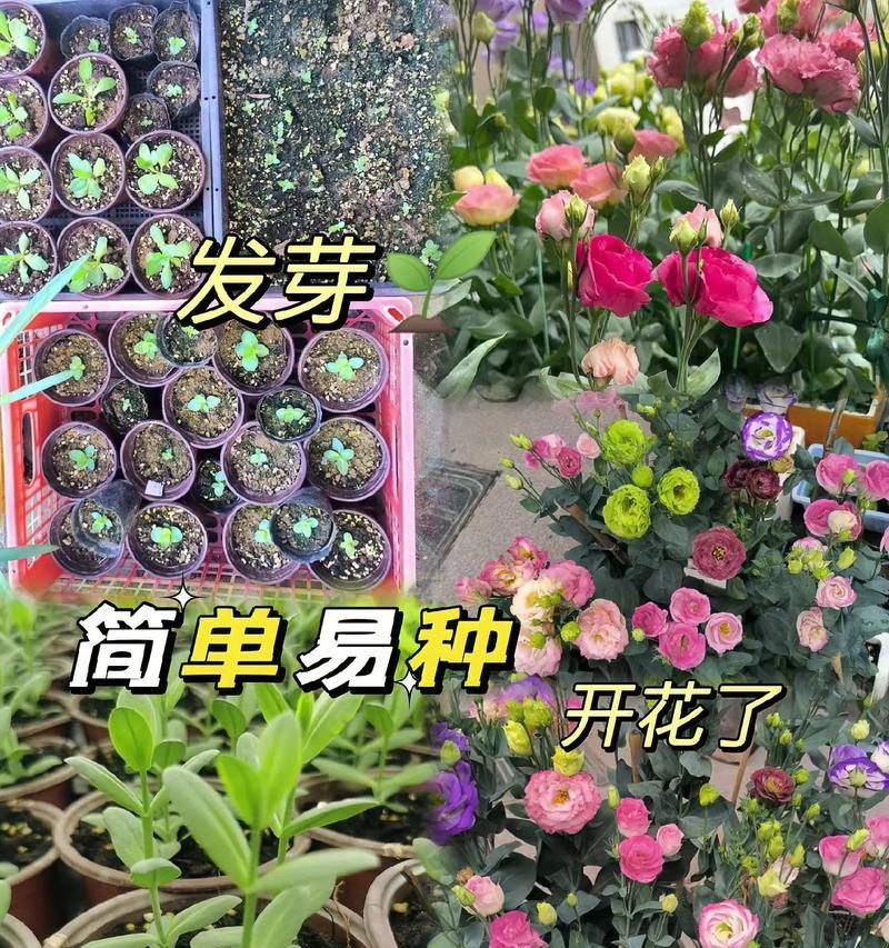 混色洋桔梗种植方法是什么？如何正确进行混色洋桔梗的种植？