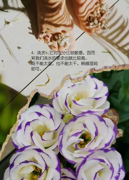 混色洋桔梗种植方法是什么？如何正确进行混色洋桔梗的种植？