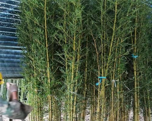 青竹根修剪枝条的最佳时机是什么时候？如何正确修剪以促进生长？