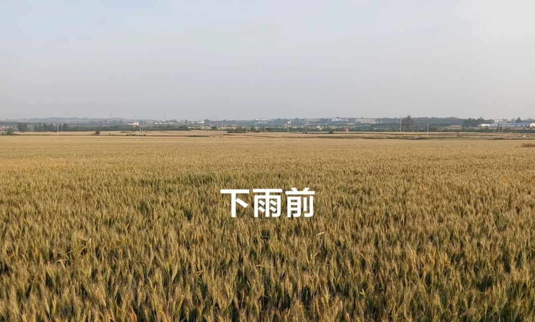 麦子催芽过程中发霉是什么原因？如何预防和处理？