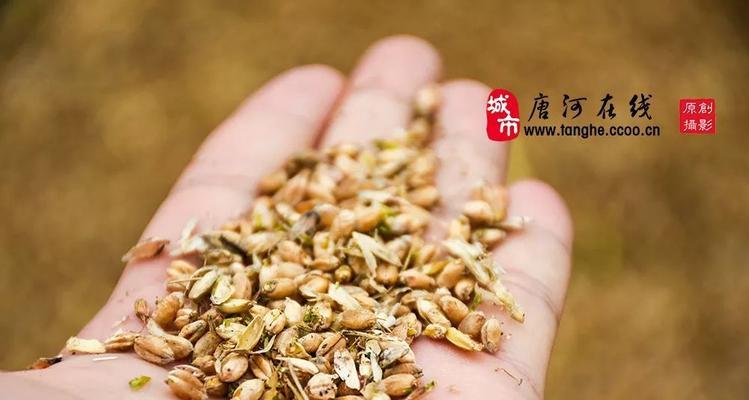 麦子催芽过程中发霉是什么原因？如何预防和处理？
