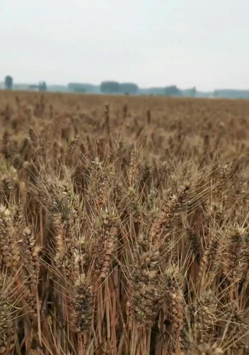 麦子催芽过程中发霉是什么原因？如何预防和处理？