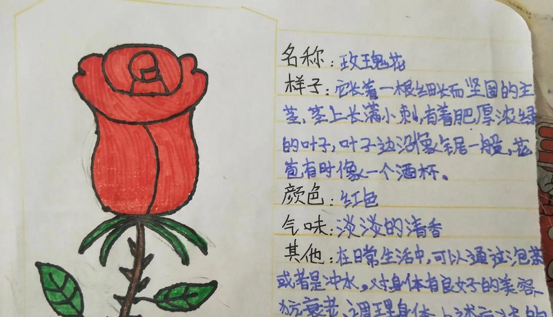 植物催芽玫瑰怎么养？步骤和注意事项是什么？