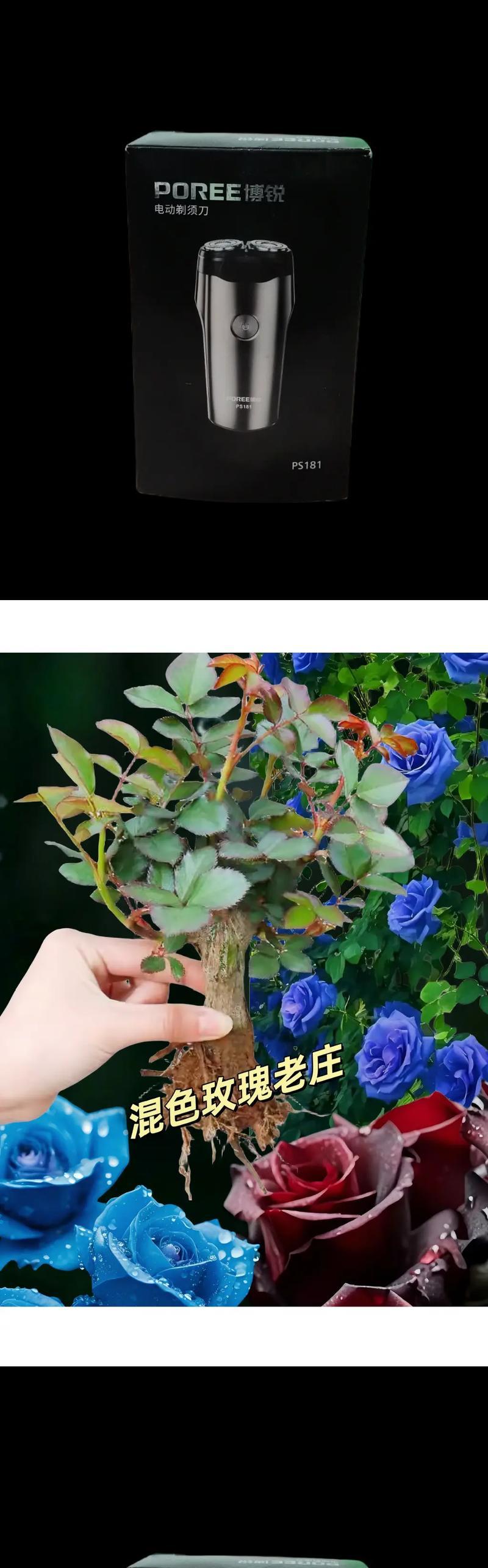 植物催芽玫瑰怎么养？步骤和注意事项是什么？