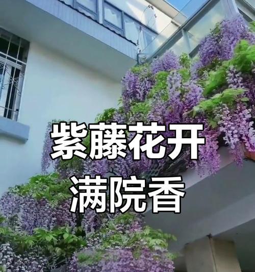 紫藤怎么种植方法？有哪些步骤和注意事项？