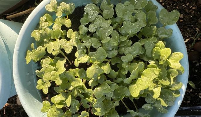 绿宝幼苗种植方法是什么？如何确保种植成功？