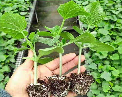 绿宝幼苗种植方法是什么？如何确保种植成功？