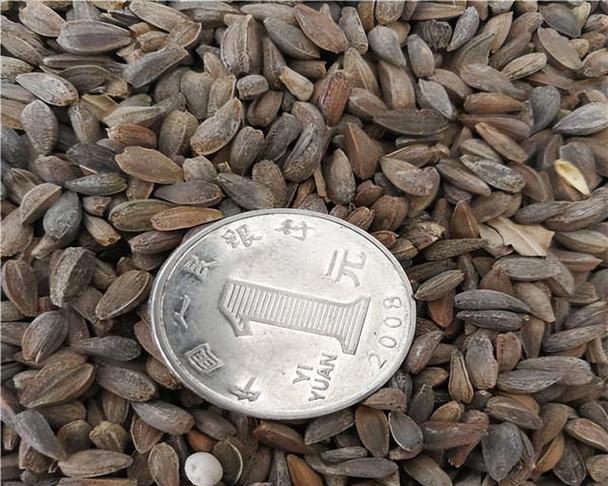 胭脂梅种子催芽方法是什么？需要多长时间才能发芽？