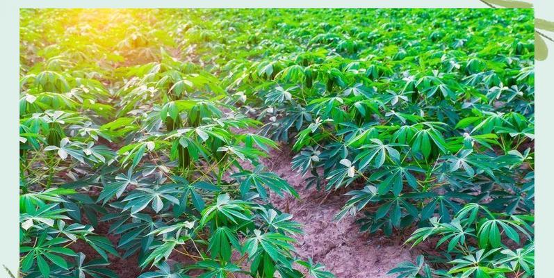 美州木薯种植方法有哪些步骤？如何确保高产？