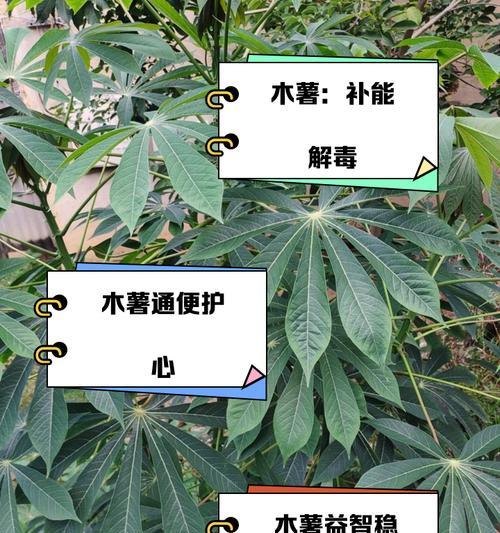 美州木薯种植方法有哪些步骤？如何确保高产？