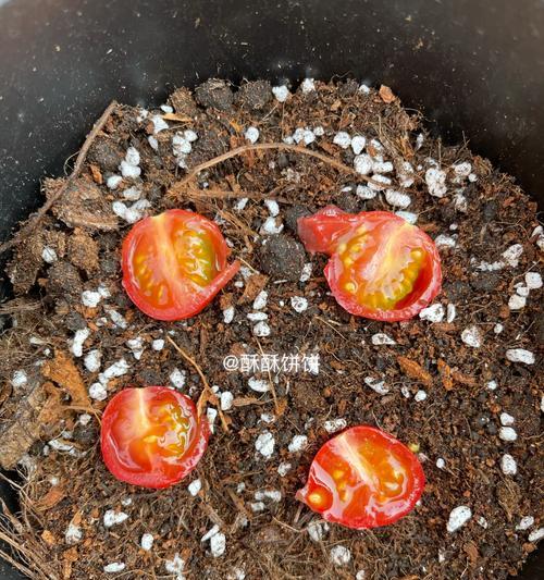 鱼香柳怎么种植方法？种植过程中需要注意哪些问题？