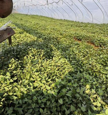 地瓜芽苗怎么种植方法？步骤和注意事项是什么？