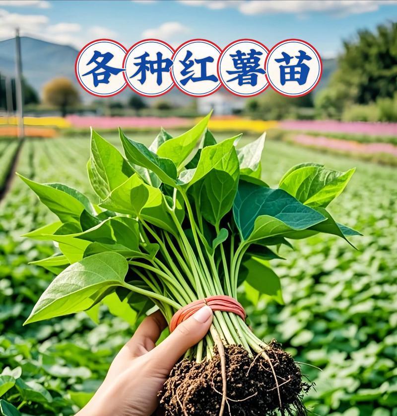 地瓜芽苗怎么种植方法？步骤和注意事项是什么？