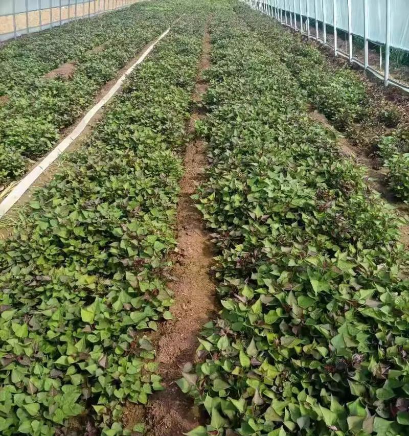 地瓜芽苗怎么种植方法？步骤和注意事项是什么？