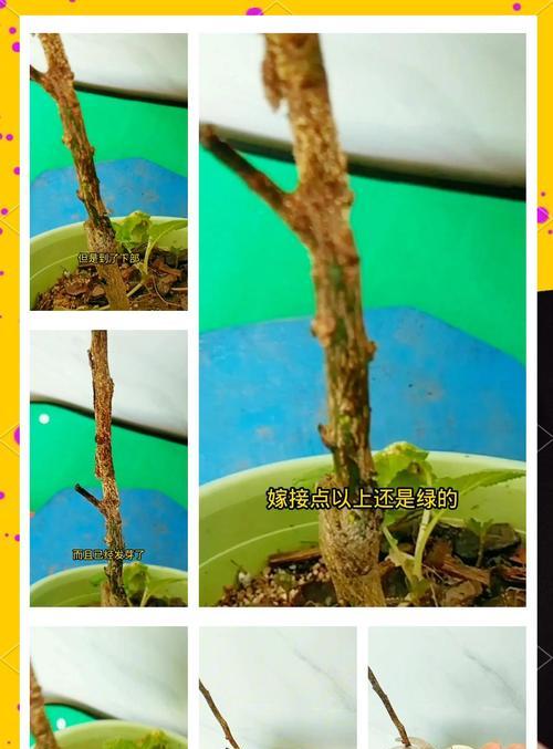 怎么给柑橘催芽最快呢？有效催芽方法有哪些？