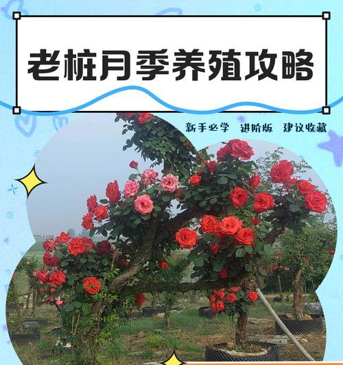 月季桩苗怎么种植方法？新手指南与常见问题解答？