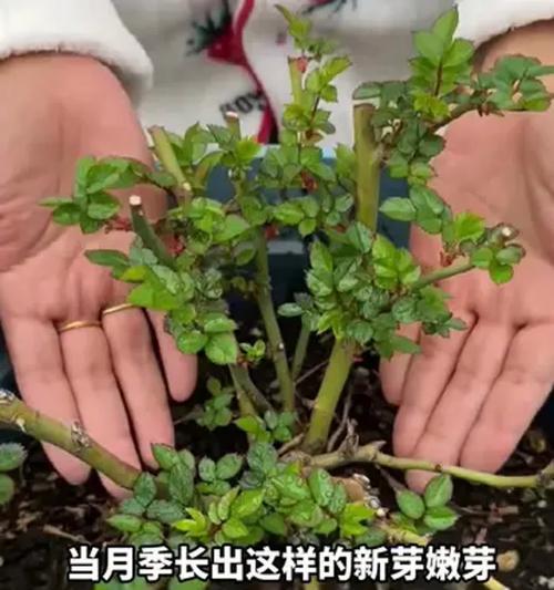 月季桩苗怎么种植方法？新手指南与常见问题解答？