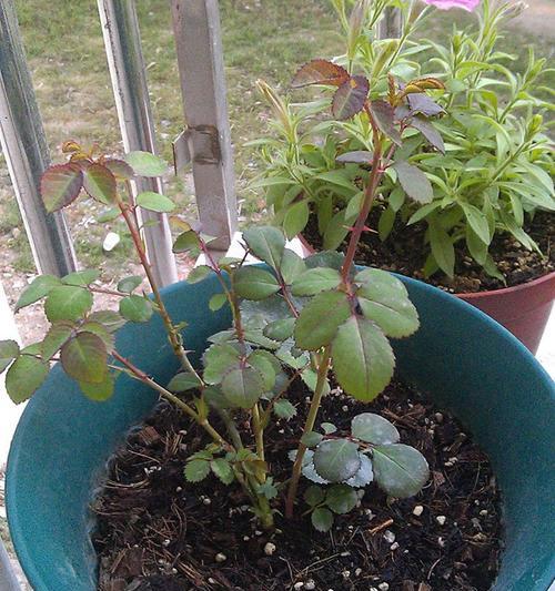 月季桩苗怎么种植方法？新手指南与常见问题解答？