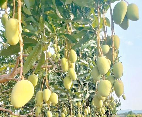 芒果要怎么种植方法？从种子到收获的全过程解析？
