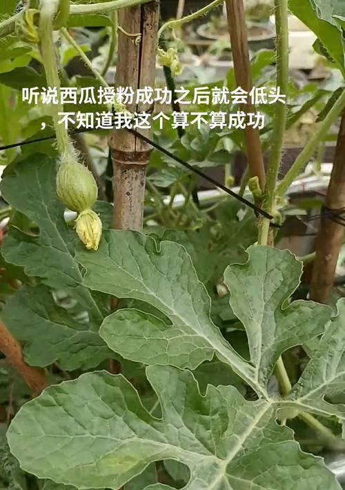 广西西瓜种植方法有哪些？如何提高西瓜产量和品质？