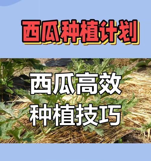 广西西瓜种植方法有哪些？如何提高西瓜产量和品质？