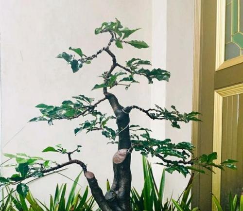 火鸡盆景修剪枝条的正确方法是什么？修剪后如何护理？