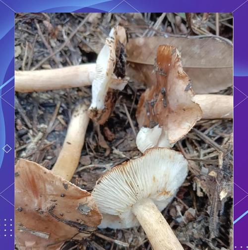 棕灰口蘑种植方法是什么？如何正确种植棕灰口蘑？