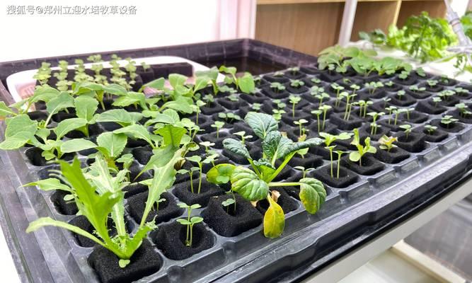 新小麦催芽的最佳方法是什么？步骤和注意事项有哪些？