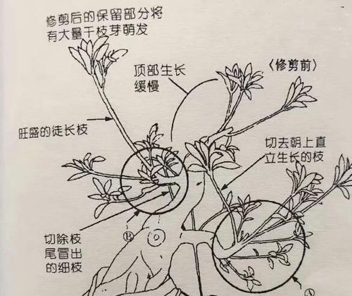 皇冠盆栽修剪枝条的正确方法？如何保持其美观形态？