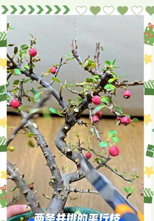 皇冠盆栽修剪枝条的正确方法？如何保持其美观形态？