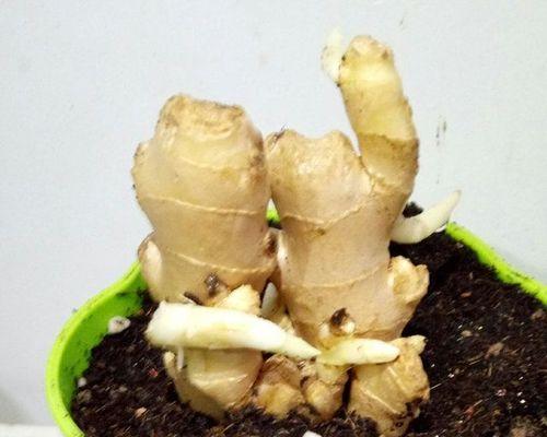 蔬菜苗催芽方法是什么？如何提高发芽率？