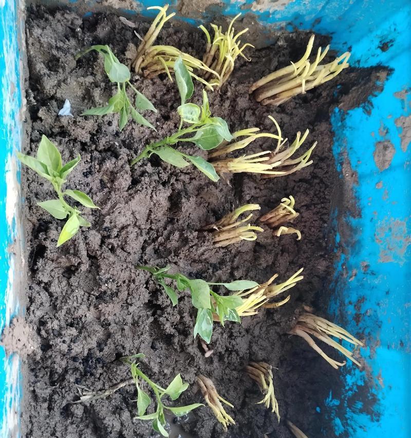 蔬菜苗催芽方法是什么？如何提高发芽率？