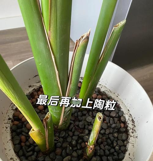 盆种植物换土方法是什么？换土过程中需要注意哪些问题？