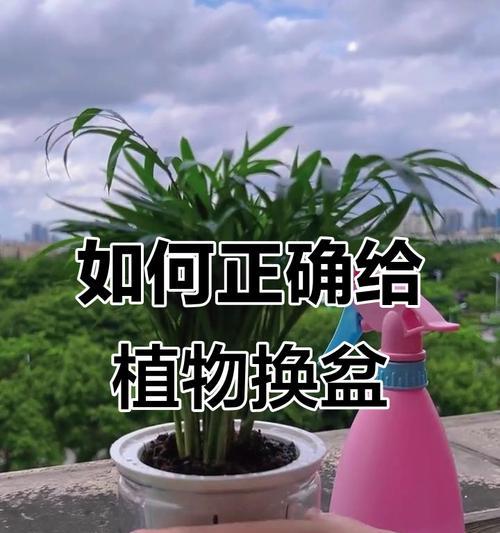 盆种植物换土方法是什么？换土过程中需要注意哪些问题？