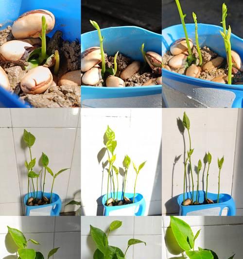 菠萝蜜核催芽种植方法是什么？需要多长时间才能发芽？