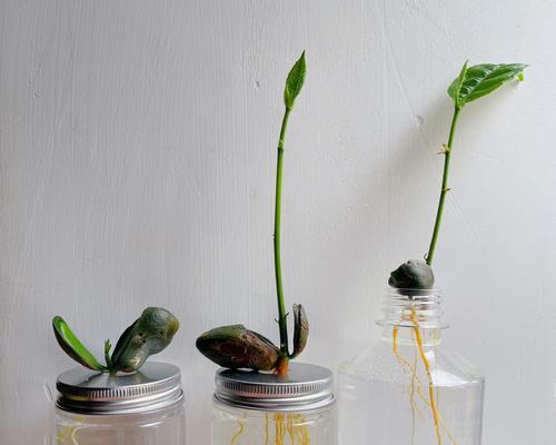 菠萝蜜核催芽种植方法是什么？需要多长时间才能发芽？