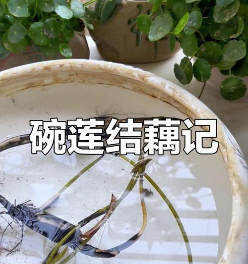 碗莲藕催芽方法是什么？步骤和注意事项有哪些？