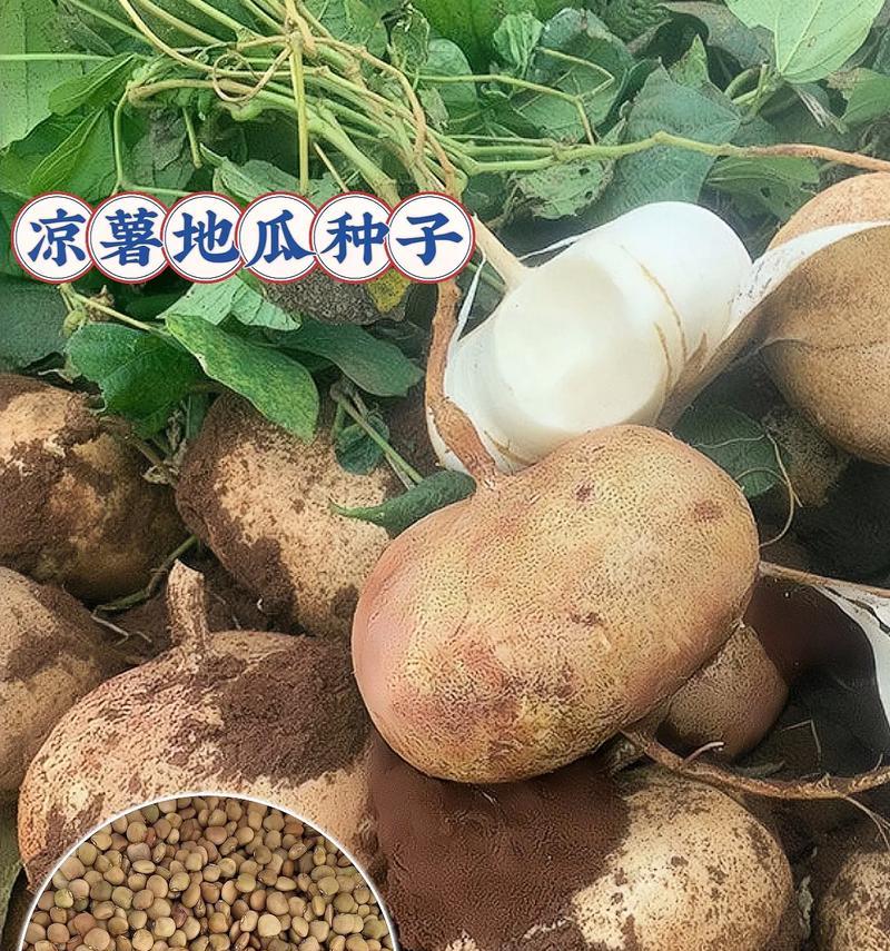 凉薯种子在家如何催芽？需要多长时间？