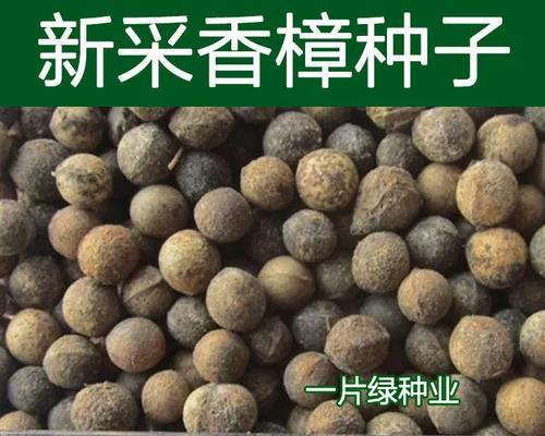 移栽的香樟如何快速催芽？常见问题有哪些？