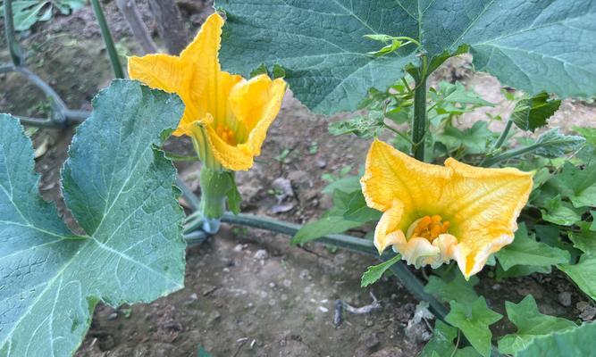 催芽完的种子怎么种植在花盆里？需要注意哪些步骤？