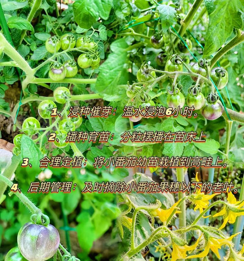 催芽完的种子怎么种植在花盆里？需要注意哪些步骤？