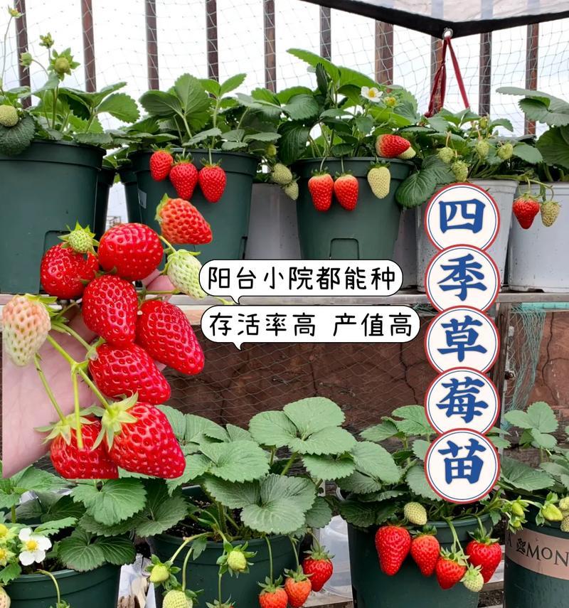 草莓种子怎么种植方法？步骤和注意事项是什么？
