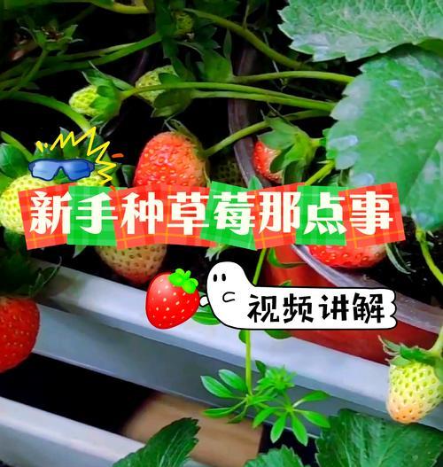 草莓种子怎么种植方法？步骤和注意事项是什么？