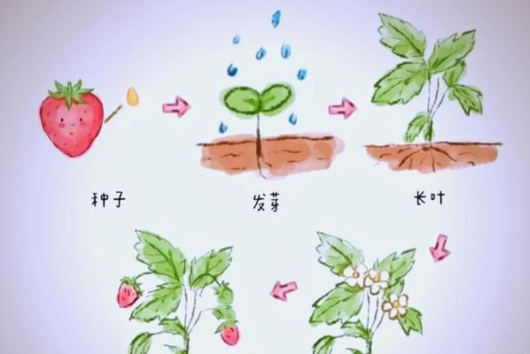 草莓种子怎么种植方法？步骤和注意事项是什么？