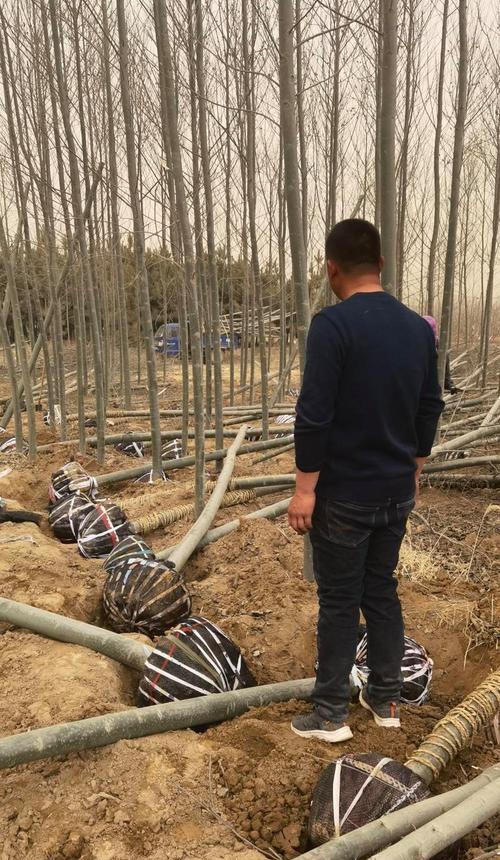 杨树球修剪枝条的最佳时机是什么时候？修剪方法有哪些？