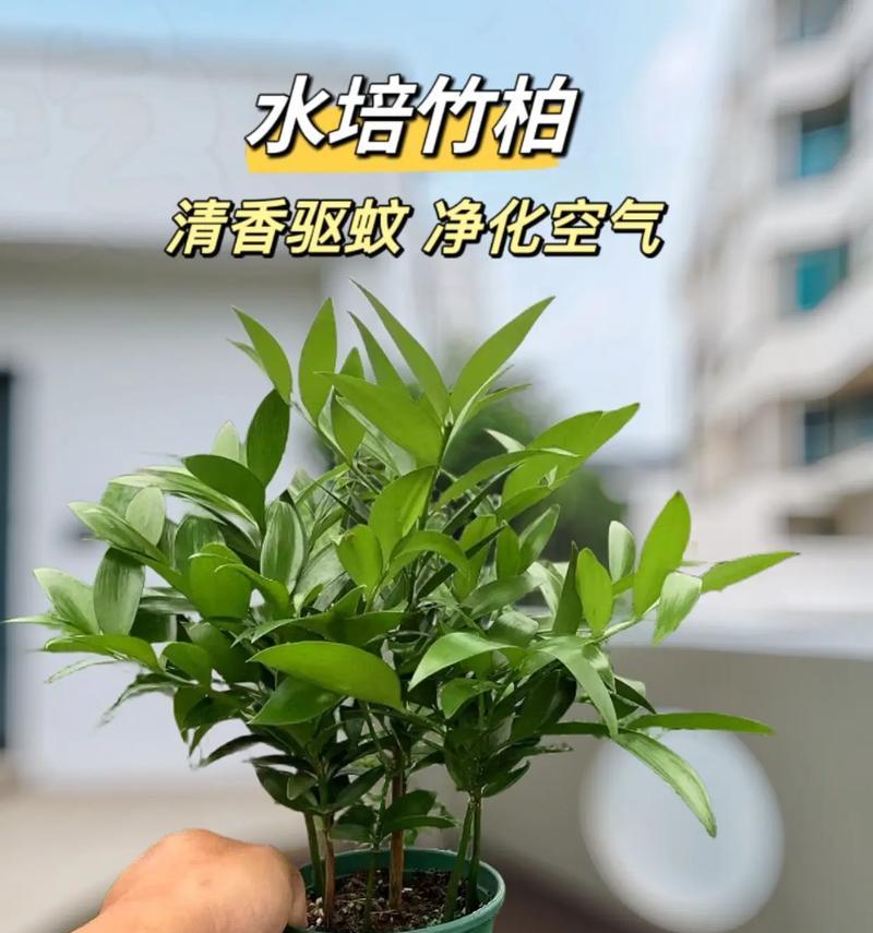 副季竹怎么种植方法？有哪些步骤和技巧？