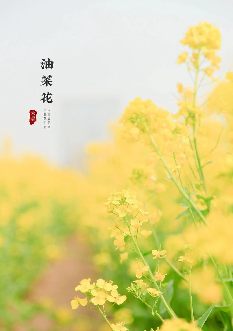 油菜花地怎么种植方法？油菜花种植的步骤和注意事项是什么？