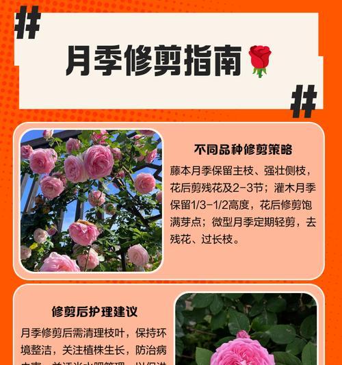 月季庄子修剪枝条的最佳时机是什么时候？如何进行修剪？