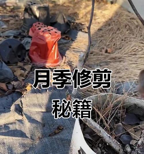 月季庄子修剪枝条的最佳时机是什么时候？如何进行修剪？